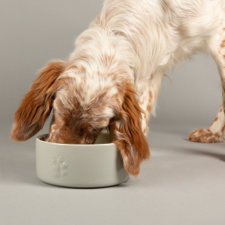 SCRUFFS Миска керамическая для собак "Icon Dog Food", светло-серая 19х19х8см 1600мл (Великобритания)