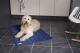 SCRUFFS Матрас для животных охлаждающий "Cool Mat", голубой, 120х75 см (Великобритания)