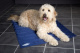 SCRUFFS Матрас для животных охлаждающий "Cool Mat", голубой, 120х75 см (Великобритания)