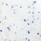 ELITECAT Наполнитель впитывающий силикагель "Crystal Lavender", 7.6л