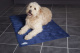 SCRUFFS Матрас для животных охлаждающий "Cool Mat", голубой, 120х75 см (Великобритания)