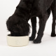 SCRUFFS Миска керамическая для собак "Icon Dog Food", кремовая, 25х25х10см, 3500мл (Великобритания)